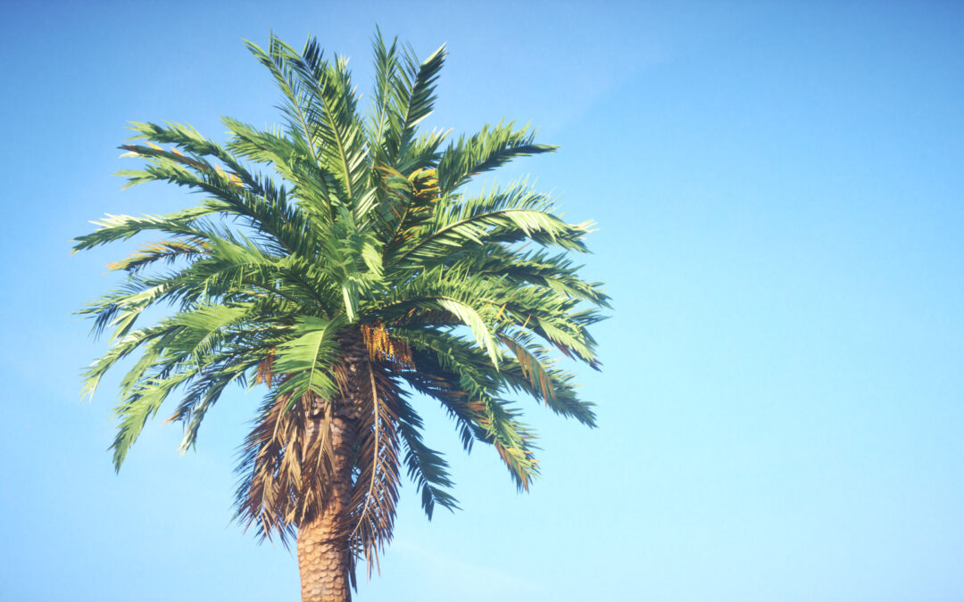 Date Palm render with Octane